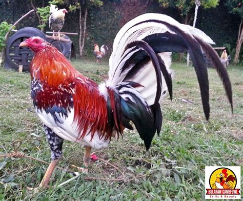 lasak na manok